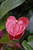 Up to 4" ANTHURIUM 4" 