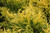Chamaecyparis pisifera Gold Mop 168989