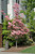  Cornus florida Cherokee Brave 169022 