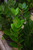 5-9" Foliage ZZ PLANT 8" 