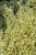 Other Deciduous Cytisus scoparius Moonlight 169085 