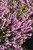 Erica x darleyensis Mediterranean Pink 169099