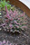 Heath / Heather Erica x darleyensis Mediterranean Pink 169099 