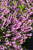 Heath / Heather Erica x darleyensis Mediterranean Pink 169099 