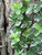 Euonymous Euonymus fortunei Emerald Gaiety 169111 