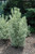 Euonymous Euonymus japonicus Chollipo 169128 