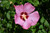 Hibiscus syriacus Aphrodite 169268