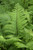 Fern Athyrium filix femina Lady In Red 132415 