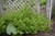 Fern Athyrium filix femina Lady In Red 132415 