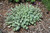  Sedum sieboldii 132432 