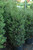  Ilex crenata Jersey Pinnacle 169381 