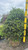 Ilex meserveae Blue Princess 169429