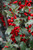  Ilex meserveae Blue Princess 169429 