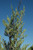 Juniperous Juniperus chinensis Hetzii Columnaris 169470 
