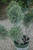 Juniperous Juniperus chinensis Hetzii Glauca 169471 