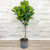 12" & Up Foliage FICUS LYRATA STD 14" 