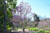  Magnolia liliflora Jane 169624 