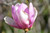  Magnolia liliflora Jane 169624 