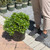 Osmanthus heterphyllus Goshiki 169645