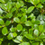 Osmanthus heterphyllus Goshiki 169645