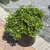 Osmanthus heterphyllus Goshiki 169645
