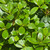 Other Ever. Sh. Osmanthus heterphyllus Goshiki 169645 