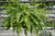 8" Fol. Hb. BOSTON FERN 8"HB 