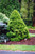 Picea glauca Conica 169700