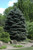Picea pungens Fat Albert 169733