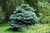 Picea pungens Glauca Globosa 169743