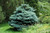 Picea pungens Glauca Globosa 169749