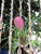 Bromeliads TILLANDSIA CYANEA 4" 