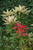 Pieris japonica Forest Flame 169779