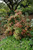  Pieris japonica Mountain Fire 169784 