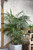 12" & Up Foliage CAT PALM 12" 