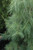  Pinus strobus Pendula 169830 