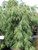  Pinus strobus Pendula 169830 