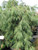 Pinus strobus Pendula 169832
