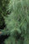 Pinus strobus Pendula 169832