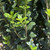 Pinus strobus 169836