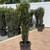  Pinus strobus 169836 