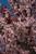 Prunus cerasifera Thundercloud 169869