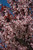 Prunus-tree Prunus cerasifera Thundercloud 169870 