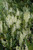 Prunus laurocerasus Sofia 331791