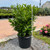 Prunus laurocerasus Schipkaensis 169877