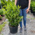  Prunus laurocerasus Schipkaensis 169877 