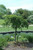Prunus-tree Prunus x snofozam Snow Fountain 169897 