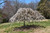 Prunus-tree Prunus x snofozam Snow Fountain 169897 