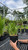 Hemorcallis Hemerocallis Pardon Me 137948 