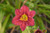 Hemorcallis Hemerocallis Pardon Me 137948 